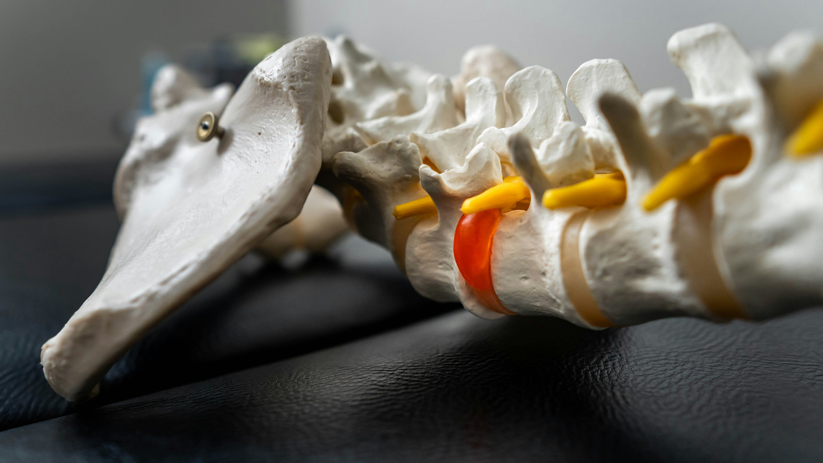 Model of spinal vertebrae and a disc